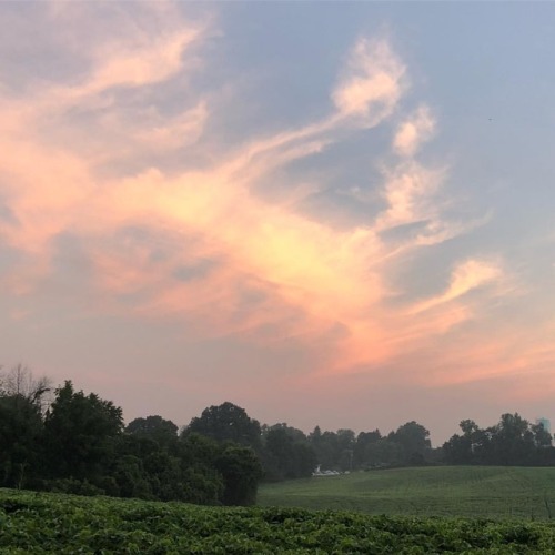 Cirrus clouds at sunrise. #clouds #sunrise