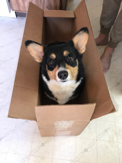 indigothecorgi:Corg in a box (and other related containers)