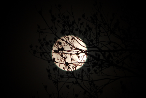 leperwitchphotos:Last night’s snow moon obscured by little tree...