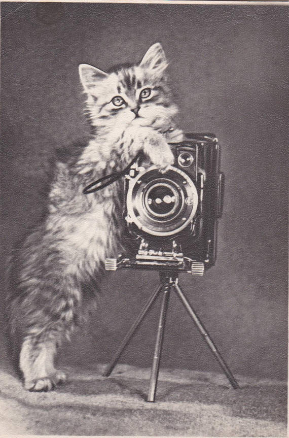 Kitten with a camera postcard, 1957
You can buy it here: http://etsy.me/2nkUBW4