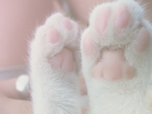 pastellvanilla:ｍｅｏｗ ＊