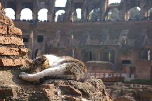 peashooter85:A kitty taking a nap in the Colosseum.  