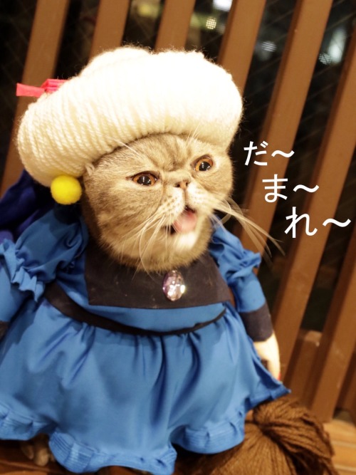 themidnightidiot:ghibli-collector:Halloween costume contest...