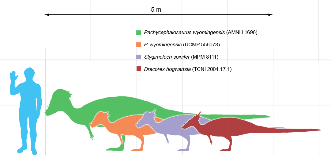 dracorex stygimoloch