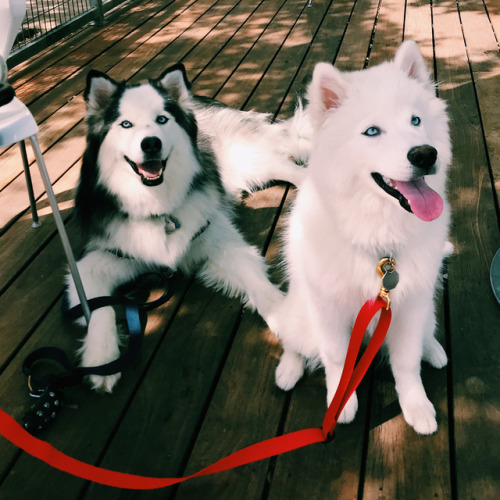 brookbooh:I’m a Siberian Husky pup who lives in Austin Texas...