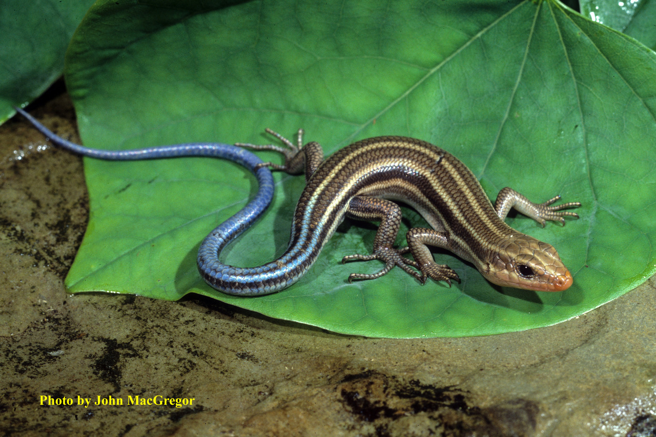 5 lined skink bluetail racer