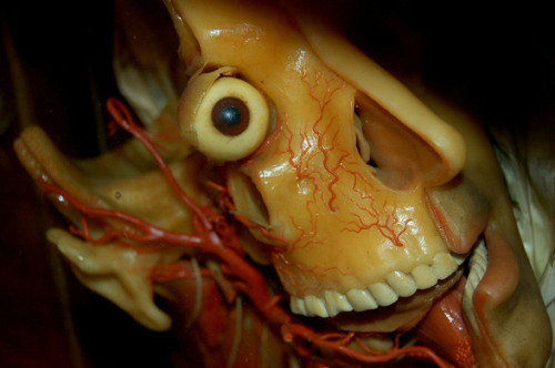 physiologicdeadspace