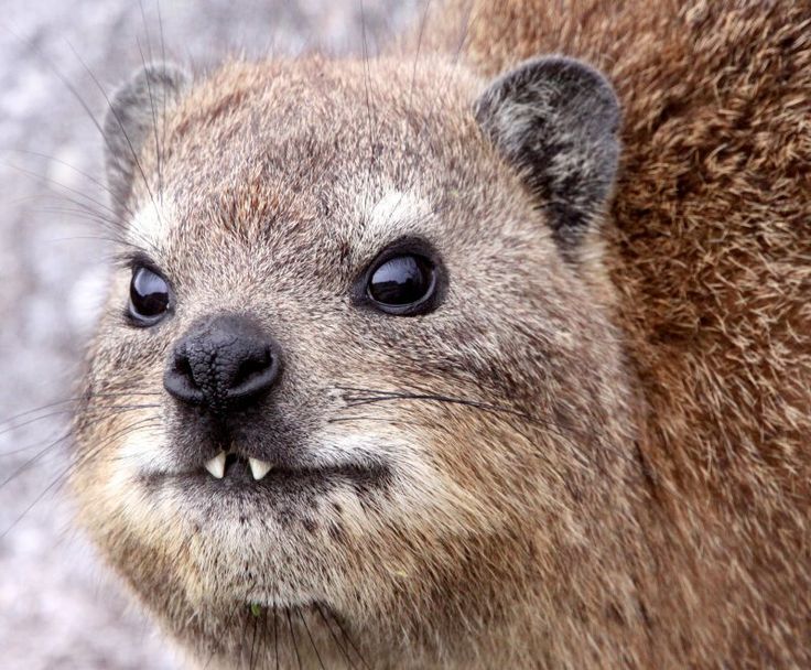 don-t-get-bit-hyrax-hyraxes-from-the-greek-hurax