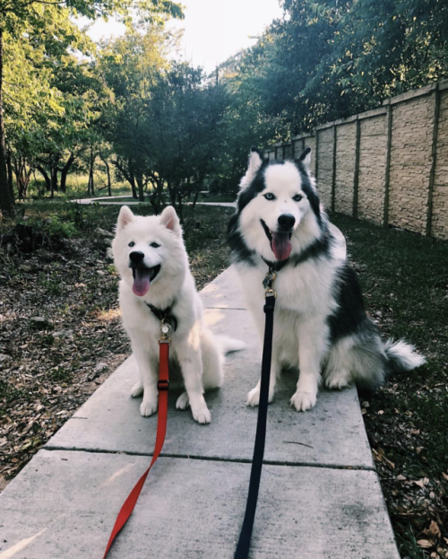 brookbooh:I’m a Siberian Husky pup who lives in Austin Texas...