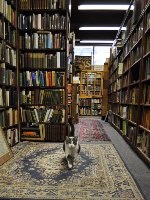 bookmania:bookorithms:Perfection is a bookstore with cats in...