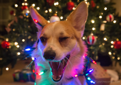 aswechoke:Here are some dogs wearing Christmas lights.