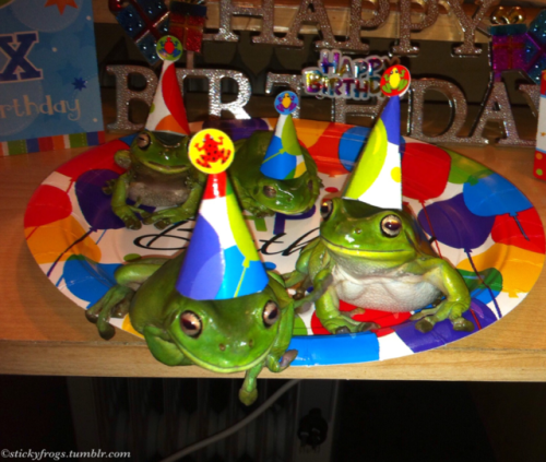 grimgriffon:stickyfrogs:Happy 6th Birthday...