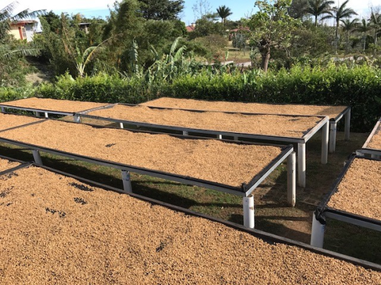 Specialty coffee on raised beds at Cumbres del Poas in Costa Rica