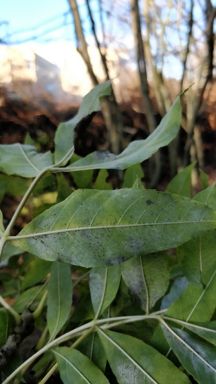 Powdery mildew fungi (Phyllactinia fraxini) on ash (Fraxinus...