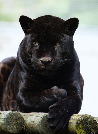 a black puma