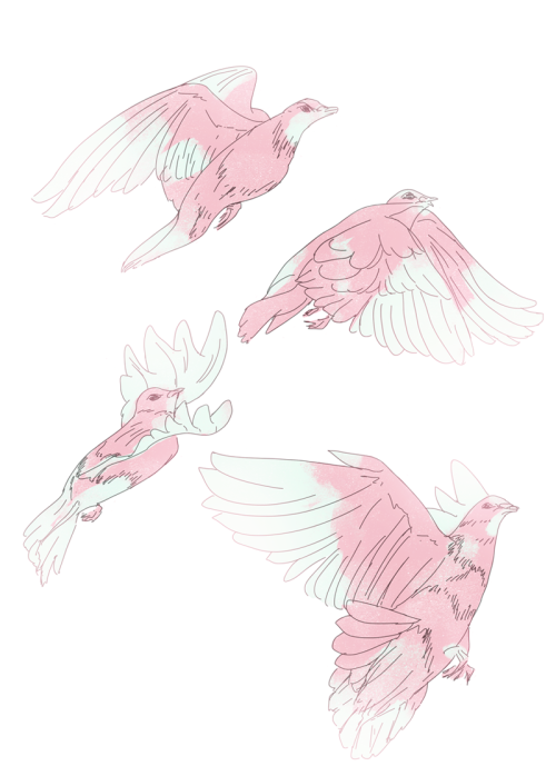 pastellish:Flying pigeon study