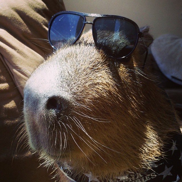 Capybara Memes — joejoe-the-capybara: Cool Capybara! #dealwithit