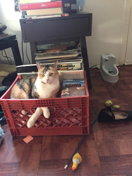 catsuggest:Snowflake suggest books 4 comfort