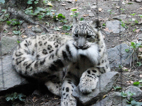 yourhatedideal:awesome-picz:Snow Leopards Love Nomming On...