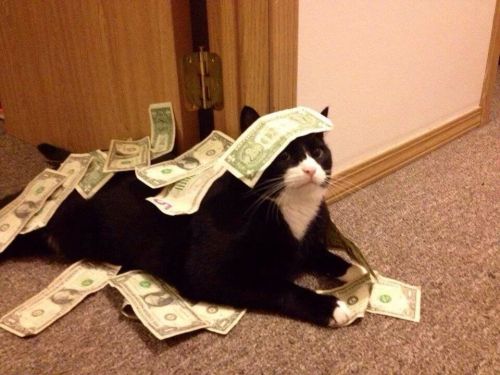 gifsboom:Cats with money.Crabs with cigarettes