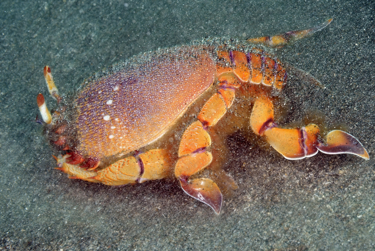 Let's do Some Zoology! - Red Frog Crab (Ranina ranina) Also known as the...