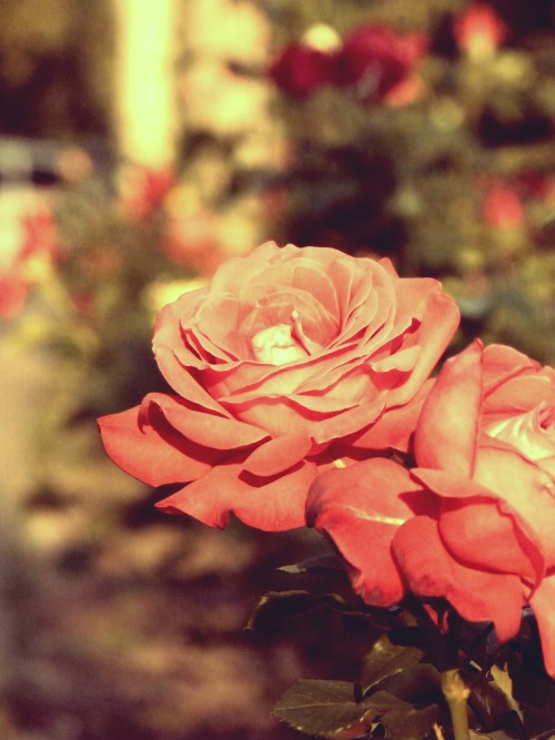 vintage rose on Tumblr