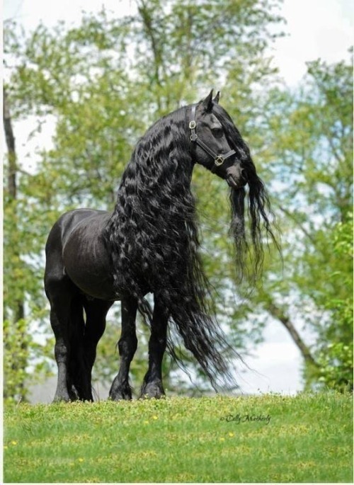 friesian horse on Tumblr