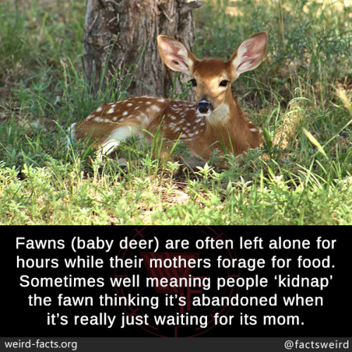 meaning fawn | Tumblr