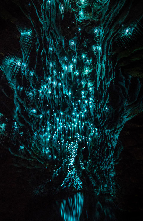 bogleech:bughaze:landscape-photo-graphy:Glowworms...