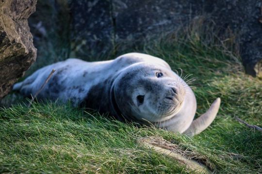 Happy ‘International Day of the Seal’ To celebrate we are giving away a free seal adoption to you and a friend all you have to...