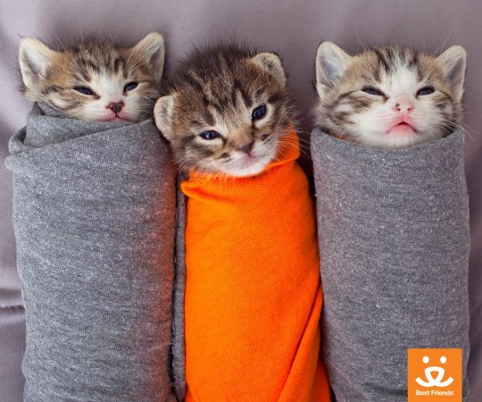 Resultado de imagen de gatos bebes en calcetines"