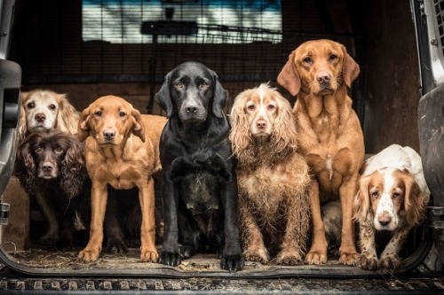 blueboyluca:The Guardian: Dog Photographer of the Year 2018 – in...