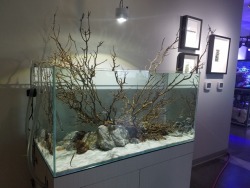 94 Aquarium Design Group Llc Houston Tx HD Terbaru