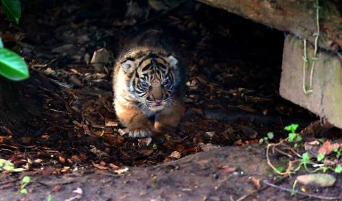 Rare Tiger Cubs Venture Out of DenA trio of tiny Sumatran...