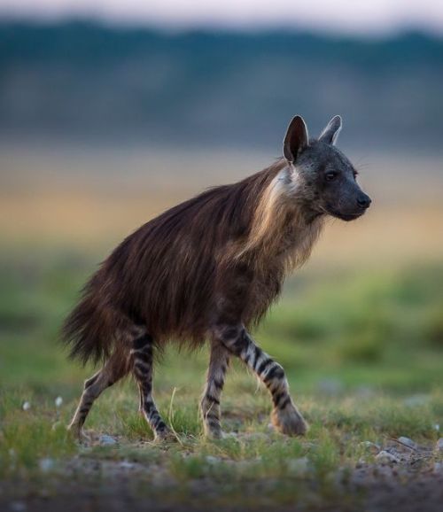 luffik:I just discovered that brown hyenas exist and I am...