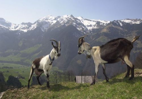 ainawgsd:Peacock Goats are also known as “Pfauenziege” Their...