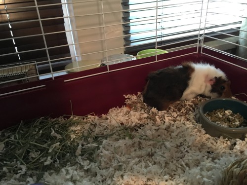 I got my Guinea pig Louie a friend. Named him Bo. So far I like...