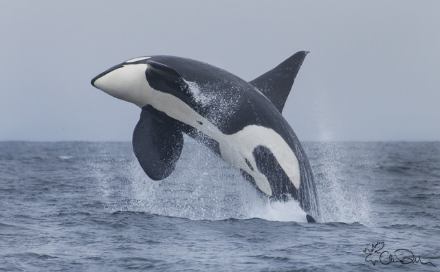 California Transient Orcas — CA165 Lonesome George. One of the largest ...