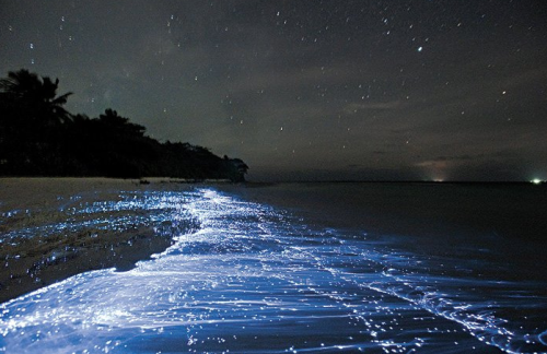 sea of stars vaadhoo maldives