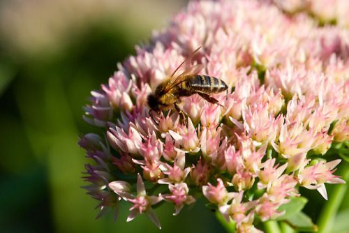 Fetthenne mit Bienchen