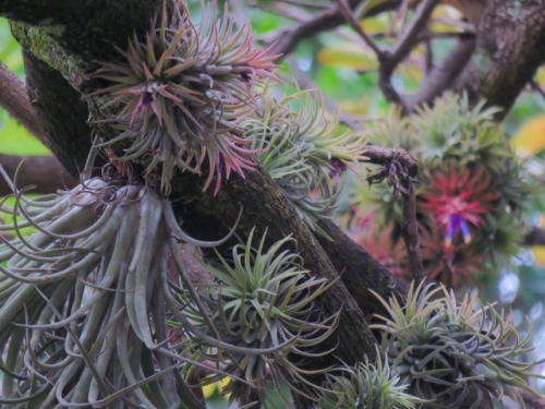 More tillandsias in Cuernavaca, Mexico this morning, 2017.5.27