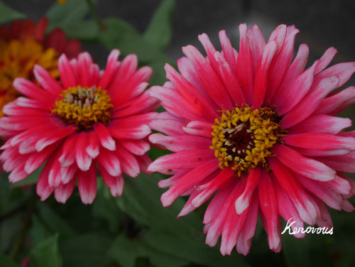 Own picture : # 223, Zinnia,  September  2018