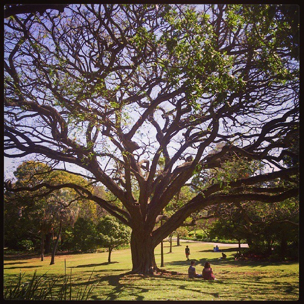 My Australian Experience • Brisbane city botanic gardens, a place where...