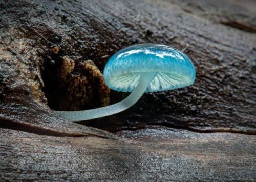 buggaboorenegade:sixpenceee:A blue mycena mushroom.i thought...