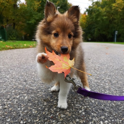 hitmewithcute:Getting floofier for fall #sweaterweather