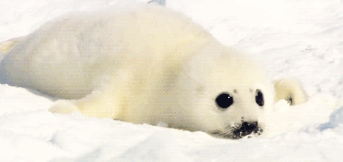 Image result for harp seal pup gif