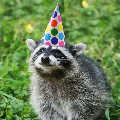 raccoons-for-life:ISSA HAT!