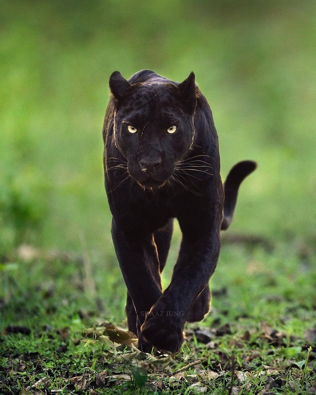 wild republic black panther