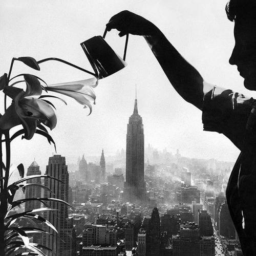 criticalmera:Ernie Sisto - A secretary watering lilies on the...