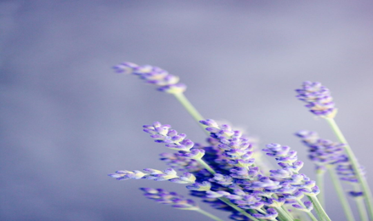 Lavender plant for the good sleep